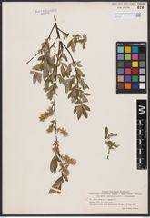Salix aurita L. x Salix repens L.